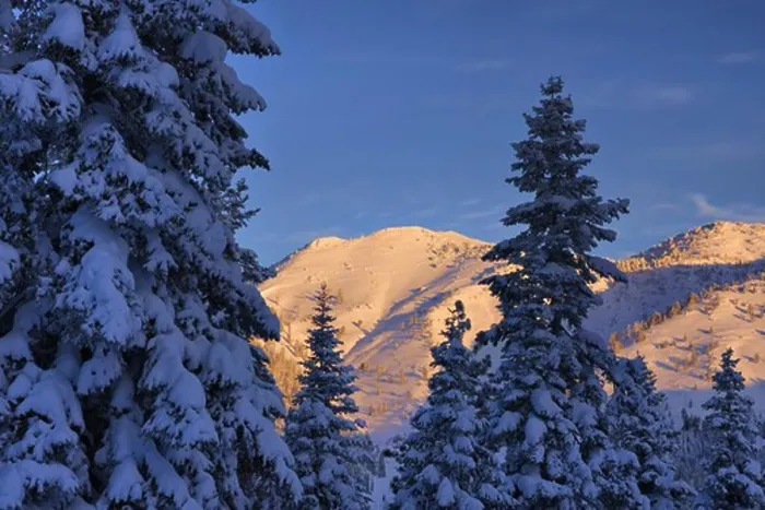 Framed Print : Snow covered pine trees on a winter morning