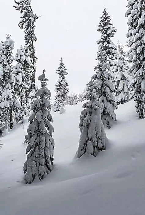 Framed Print : Snow-covered Spruces (Picea) in winter, deep snow in the forest, Brixen im Thale, Tyrol, Austria, Europe Framed Print : Snow-covered Spruces (Picea) in winter, deep snow in the forest, Brixen im Thale, Tyrol, Austria, Europe