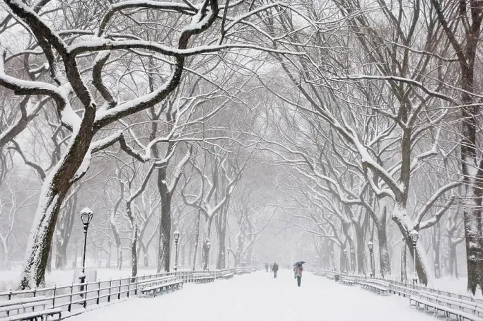 Framed Print : Snow covered trees and benches in Central Park, New York City, New York State, United States of America, North America Framed Print : Snow covered trees and benches in Central Park, New York City, New York State, United States of America, North America
