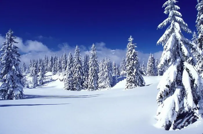 Framed Print : snow, trees, Switzerland, Vaud