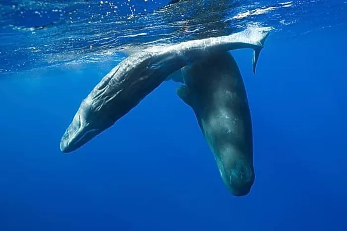 Framed Print : Socialising sperm whales, Physeter macrocephalus, Caribbean, Dominica, Central America Framed Print : Socialising sperm whales, Physeter macrocephalus, Caribbean, Dominica, Central America