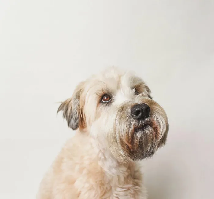 Framed Print : Soft coated wheaten terrier dog against white background Framed Print : Soft coated wheaten terrier dog against white background