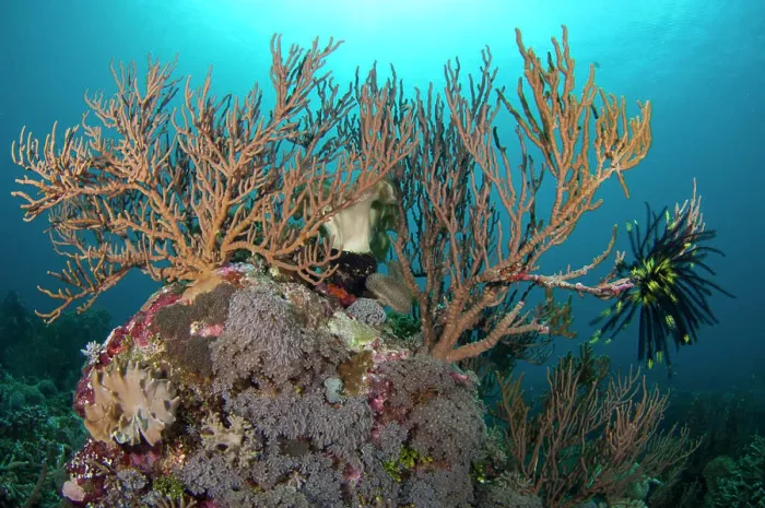Framed Print : Soft coral tree with a feather star on a coral bommie, Taliabu Island, Sula Islands, Indonesia