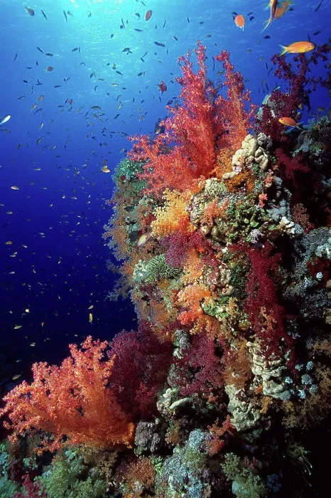 Framed Print : Soft Corals reef in the Red Sea Egypt Framed Print : Soft Corals reef in the Red Sea Egypt