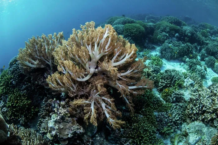 Framed Print : Soft corals thrive on a shallow reef in Wakatobi National Park, Indonesia Framed Print : Soft corals thrive on a shallow reef in Wakatobi National Park, Indonesia
