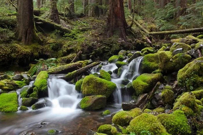 Framed Print : Sol Duc Waterfall in the rain forest of Olympic National Park. Sol Duc means magic waters Framed Print : Sol Duc Waterfall in the rain forest of Olympic National Park. Sol Duc means magic waters