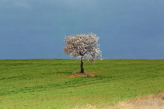 Framed Print : Solitary blossoming tree in a field, Valencia, Spain, Europe