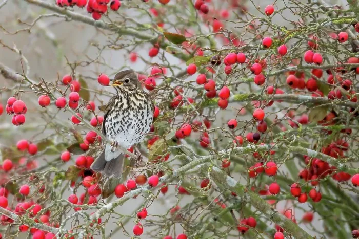 Framed Print : Song Thrush (Turdus philomelos)) eating Hawthorn berries Framed Print : Song Thrush (Turdus philomelos)) eating Hawthorn berries