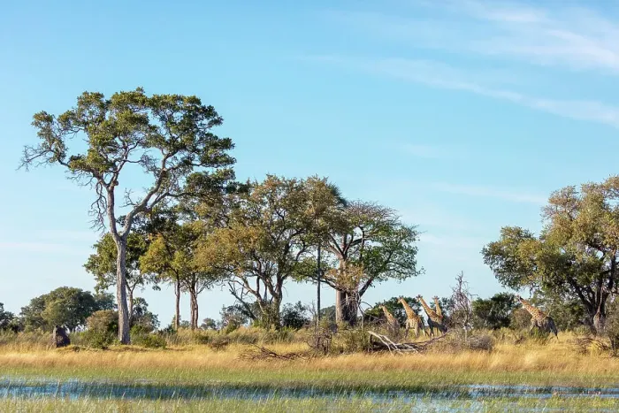Framed Print : South African giraffe or Cape giraffe (Giraffa camelopardalis giraffa) running
