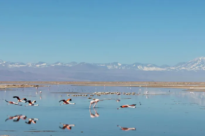 Framed Print : South America, Chile, Atacama desert, Flamingos at the saltlake Salar de Atacama Framed Print : South America, Chile, Atacama desert, Flamingos at the saltlake Salar de Atacama