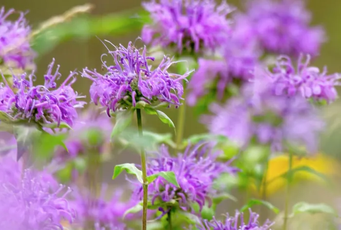 Framed Print : South Dakota. USA. Wild bergamot (Monarda fistulosa) in bloom. Black Hills. Black Hills National Forest Framed Print : South Dakota. USA. Wild bergamot (Monarda fistulosa) in bloom. Black Hills. Black Hills National Forest