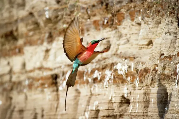 Framed Print : Southern Carmine Bee-Eaters (Merops nubicoides) in flight