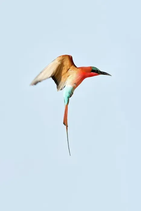 Framed Print : Southern Carmine Bee-Eaters (Merops nubicoides) in flight