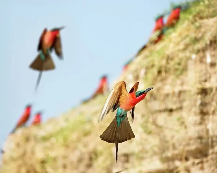 Framed Print : Southern Carmine Bee-Eaters (Merops nubicoides) returning to nest holes Framed Print : Southern Carmine Bee-Eaters (Merops nubicoides) returning to nest holes