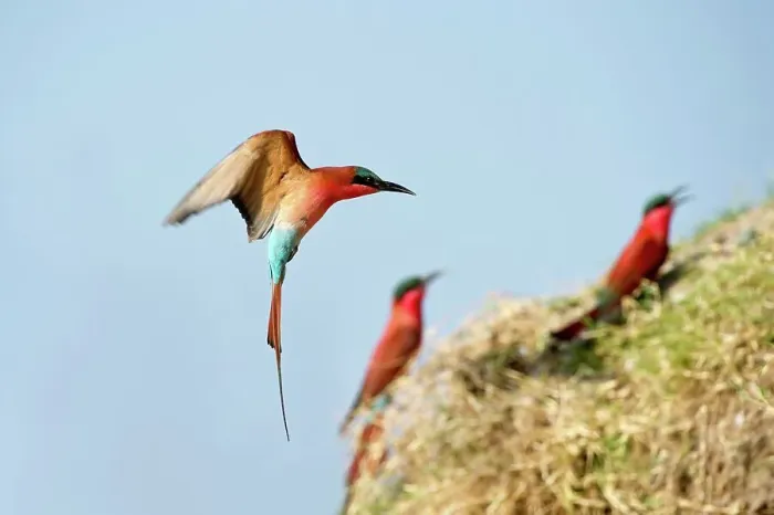 Framed Print : Southern Carmine Bee-Eaters (Merops nubicoides) returning to nest holes