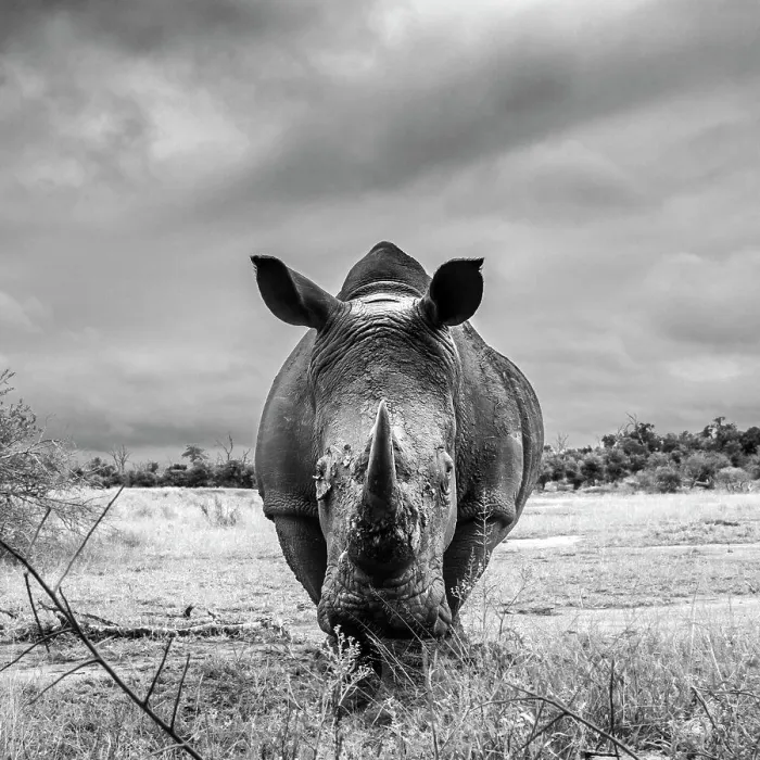 Framed Print : Southern white rhinoceros (Ceratotherium simum simum) wide angle front view in Hlane royal National park, Swaziland