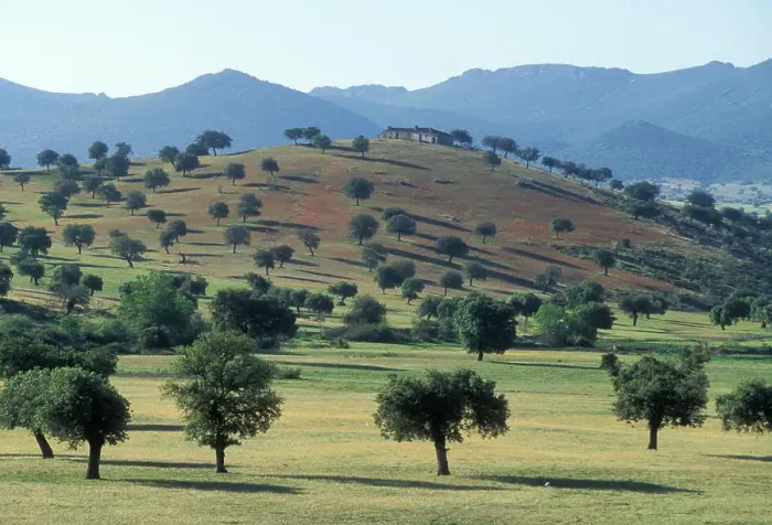 Framed Print : SPAIN - landscape. La Dehesa, Extremadura. Spain Framed Print : SPAIN - landscape. La Dehesa, Extremadura. Spain