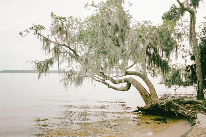 Framed Print : Spanish Moss covered tree over the water in Goose Creek North Carolina Framed Print : Spanish Moss covered tree over the water in Goose Creek North Carolina