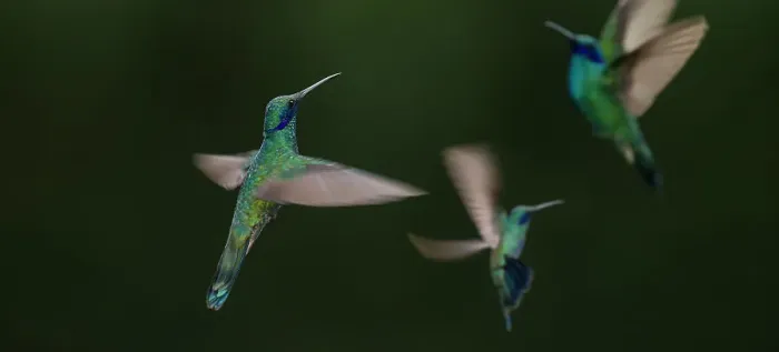 Framed Print : Sparkling Violetear (Colibri coruscans) at Jardin Encantado (The Enchanted Garden)