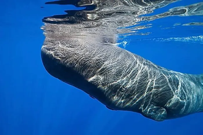 Framed Print : Sperm whale, Physeter macrocephalus, Caribbean, Dominica, Central America