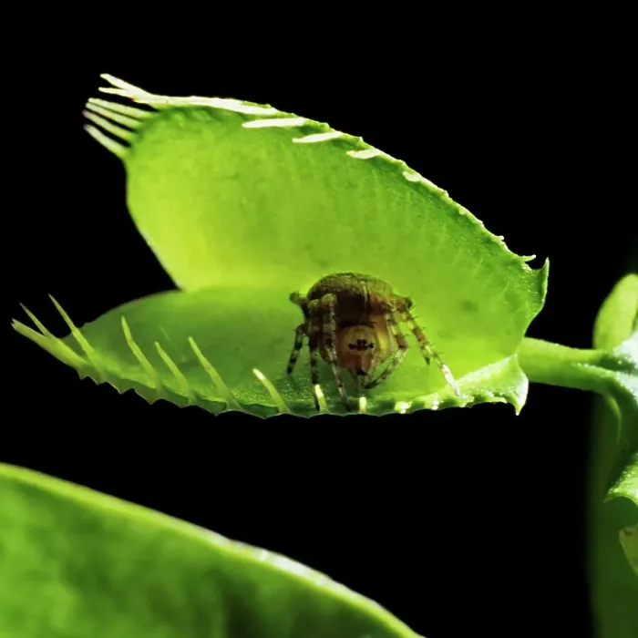 Framed Print : A Spider Takes a Risky Break on a Venus Fly Trap Framed Print : A Spider Takes a Risky Break on a Venus Fly Trap