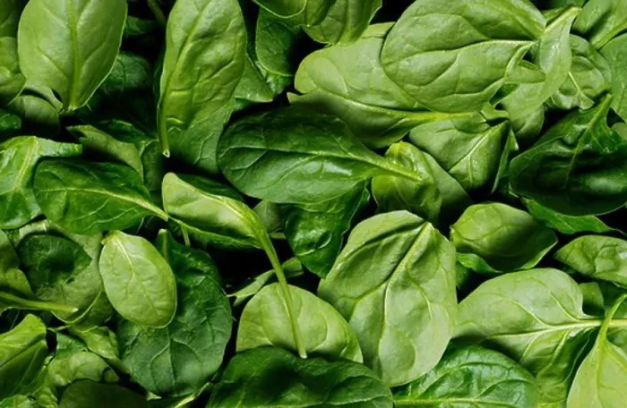 Framed Print : Spinach background