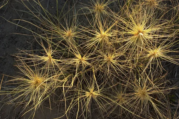 Framed Print : Spinifex plant Framed Print : Spinifex plant