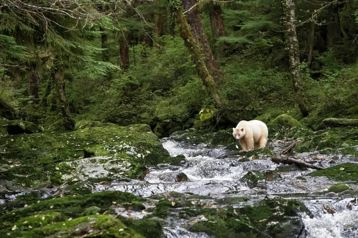 Framed Print : Spirit bear (Ursus americanus kermodei) Framed Print : Spirit bear (Ursus americanus kermodei)