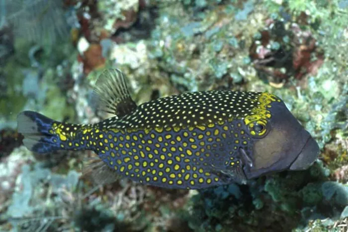 Framed Print : Spotted Boxfish - male Ostracion meleagris Solomon Islands Framed Print : Spotted Boxfish - male Ostracion meleagris Solomon Islands