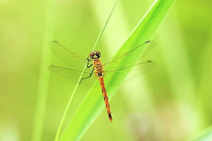 Framed Print : Spotted Darter (Sympetrum depressiusculum) on reed stem Framed Print : Spotted Darter (Sympetrum depressiusculum) on reed stem