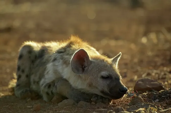 Framed Print : Spotted Hyaena ( Crocuta crocuta) cub sleeping in mopane veld Framed Print : Spotted Hyaena ( Crocuta crocuta) cub sleeping in mopane veld