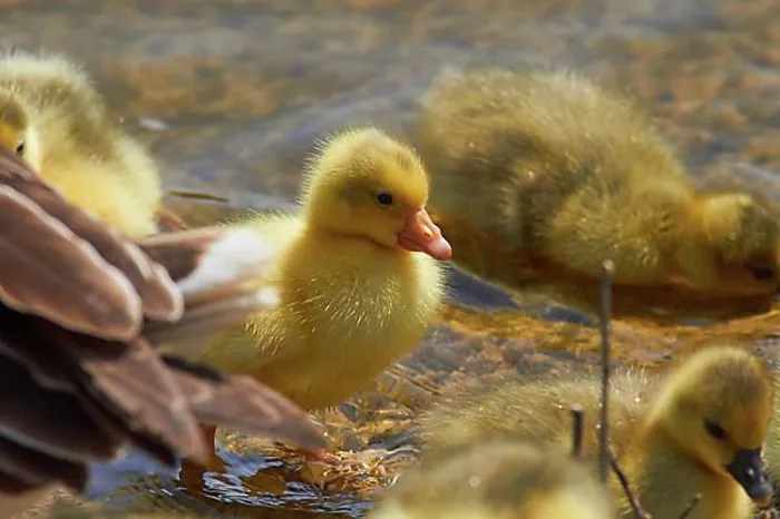 Framed Print : Spring in Crete, close-up, ducklings (anatis), lake of Agia, western Crete, island of Crete, Greece, Europe Framed Print : Spring in Crete, close-up, ducklings (anatis), lake of Agia, western Crete, island of Crete, Greece, Europe