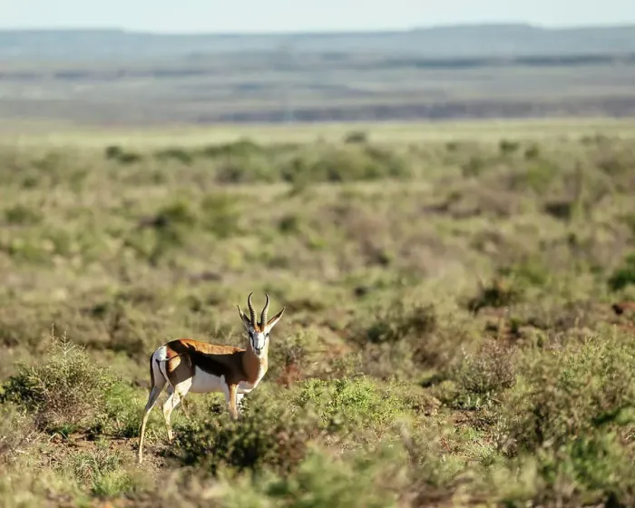 Framed Print : Springbok, Karoo National Park, Beaufort West, Western Cape, South Africa, Africa