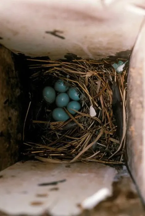 Framed Print : Starling eggs laid in bird house, Howell, NJ