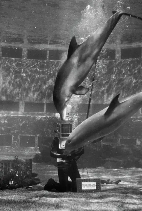 Framed Print : The Stars of the Marineland of the Pacific Oceanarium are the playful porpoises.Here, a couple of friendly 350-pound specimens of the sea mammal dive for a ball, given to them by diver Jake Jacobs. It's no joke to balance that 50-found helmet on his shoulders while wrestling with porpoises in a heavy current here. This is really hard work, though it looks easy as Jake moves gracefully through the water, serving meals to the fish and sea animals and playing with some of them