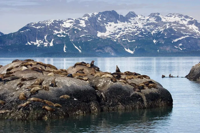 Framed Print : Steller Sea Lions (Eumetopias jubatus) relaxing on a rock, Glacier Bay National Park, Alaska, USA Framed Print : Steller Sea Lions (Eumetopias jubatus) relaxing on a rock, Glacier Bay National Park, Alaska, USA