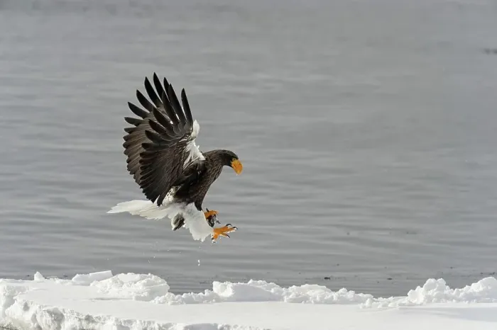 Framed Print : Steller's Sea Eagle (Haliaeetus pelagicus) landing on snow