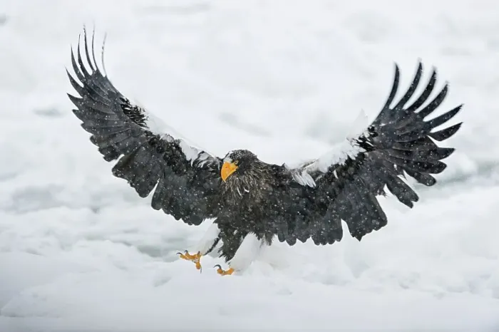 Framed Print : Steller's Sea Eagle (Haliaeetus pelagicus) landing on snow Framed Print : Steller's Sea Eagle (Haliaeetus pelagicus) landing on snow