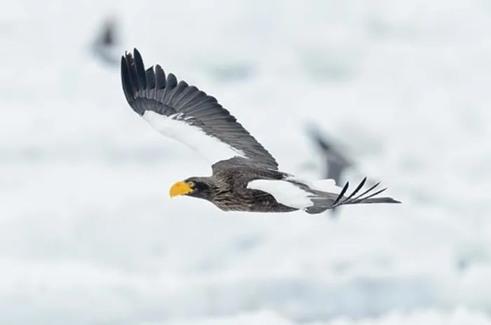 Framed Print : Steller's Sea Eagle (Haliaeetus pelagicus) landing on snow, Hokkaido, Japan