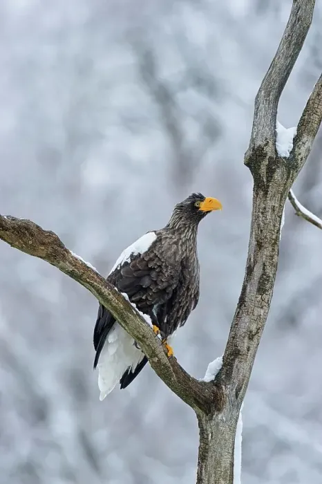 Framed Print : Steller's Sea Eagle (Haliaeetus pelagicus) perching on a tree branch Framed Print : Steller's Sea Eagle (Haliaeetus pelagicus) perching on a tree branch