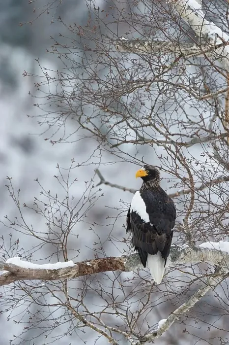 Framed Print : Steller's Sea Eagle (Haliaeetus pelagicus) perching on a tree branch