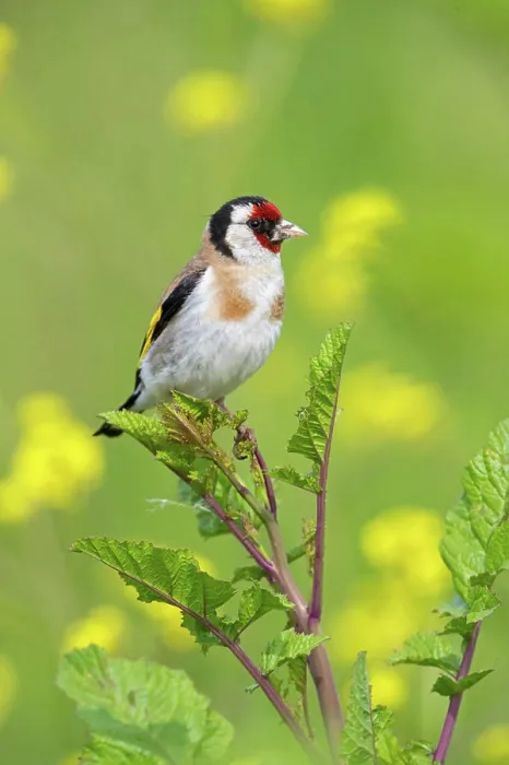 Framed Print : Stieglitz, Distelfink, Carduelis carduelis Framed Print : Stieglitz, Distelfink, Carduelis carduelis