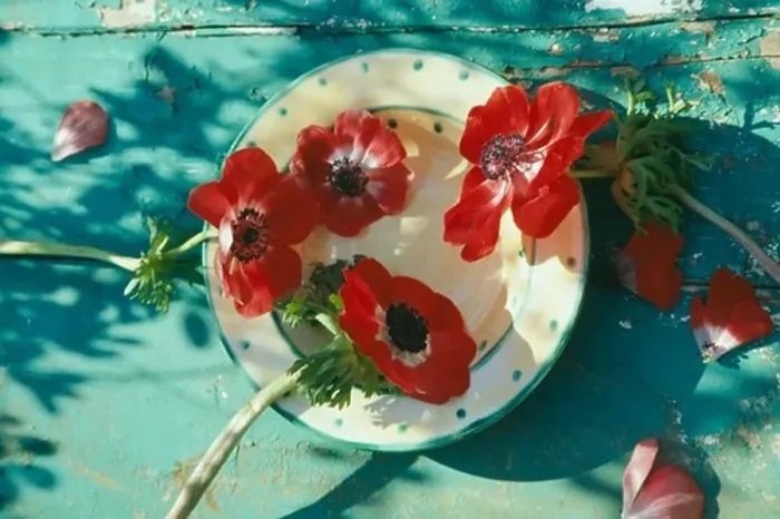 Framed Print : Still-Life of red anemones Framed Print : Still-Life of red anemones