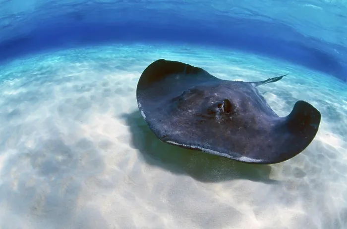 Framed Print : Stingray City, Grand Cayman, Cayman Islands, Caribbean Framed Print : Stingray City, Grand Cayman, Cayman Islands, Caribbean