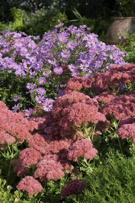 Framed Print : Stonecrop Brillant and aster Lilac Time in a garden
