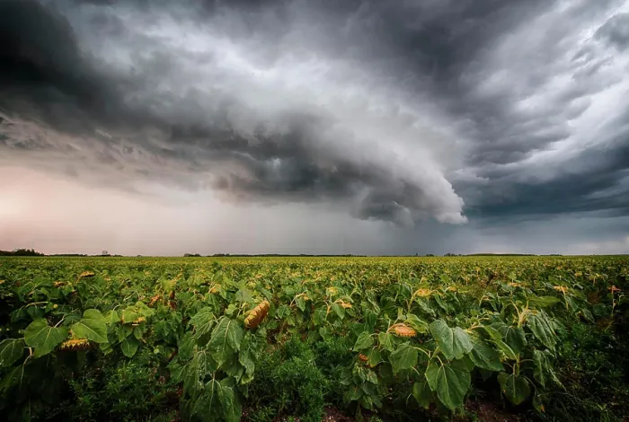Framed Print : Storm forming shelf cloud over rural sunflower field in southern Manitoba Canada Framed Print : Storm forming shelf cloud over rural sunflower field in southern Manitoba Canada