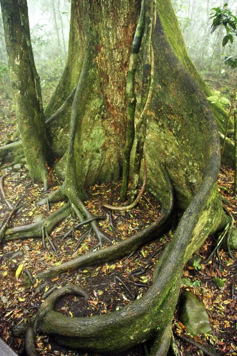 Framed Print : Strangler Fig Tree, Lamington National Park, Gold Coast, Queensland, Australia Framed Print : Strangler Fig Tree, Lamington National Park, Gold Coast, Queensland, Australia