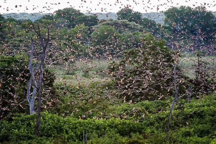 Framed Print : Straw-coloured Fruit Bats (Eidolon helvum) at their daytime roosts in Mushitu or ever-green swamp forest Framed Print : Straw-coloured Fruit Bats (Eidolon helvum) at their daytime roosts in Mushitu or ever-green swamp forest