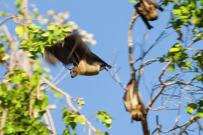 Framed Print : Straw-coloured Fruit Bats (Eidolon helvum) at their daytime roosts in Mushitu or ever-green swamp forest Framed Print : Straw-coloured Fruit Bats (Eidolon helvum) at their daytime roosts in Mushitu or ever-green swamp forest