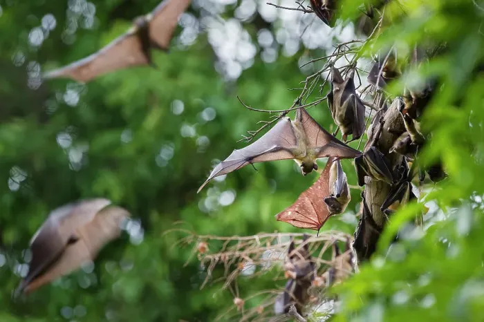 Framed Print : Straw-coloured Fruit Bats (Eidolon helvum) at their daytime roosts in Mushitu or ever-green swamp forest Framed Print : Straw-coloured Fruit Bats (Eidolon helvum) at their daytime roosts in Mushitu or ever-green swamp forest